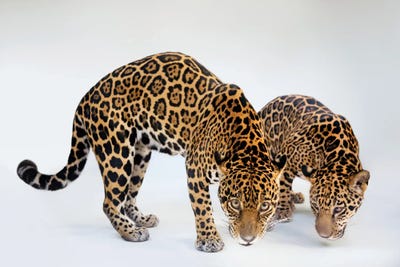 A Federally Endangered Mother And Son Jaguar At The Brevard Zoo In Melbourne, Florida by Joel Sartore gallery poster