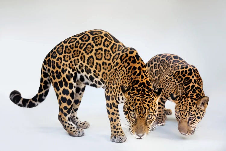 A Federally Endangered Mother And Son Jaguar At The Brevard Zoo In Melbourne, Florida