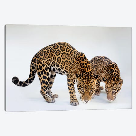A Federally Endangered Mother And Son Jaguar At The Brevard Zoo In Melbourne, Florida Canvas Print #SRR60} by Joel Sartore Canvas Print