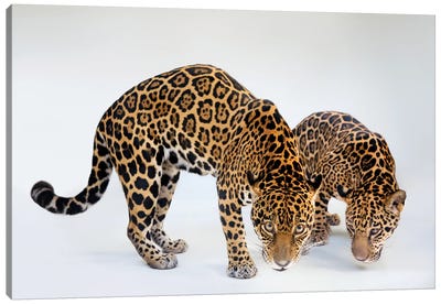 A Federally Endangered Mother And Son Jaguar At The Brevard Zoo In Melbourne, Florida Canvas Art Print - Wildlife Conservation Art