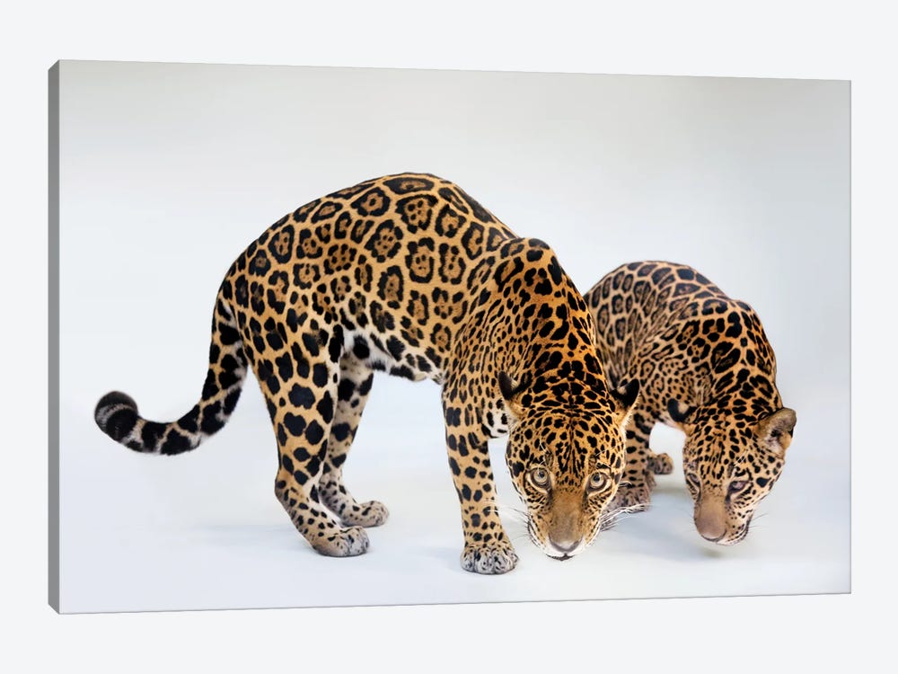 A Federally Endangered Mother And Son Jaguar At The Brevard Zoo In Melbourne, Florida by Joel Sartore 1-piece Canvas Wall Art