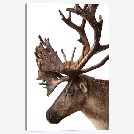 A Federally Endangered Woodland Caribou At New York State Zoo I Canvas Print #SRR61} by Joel Sartore Canvas Art Print