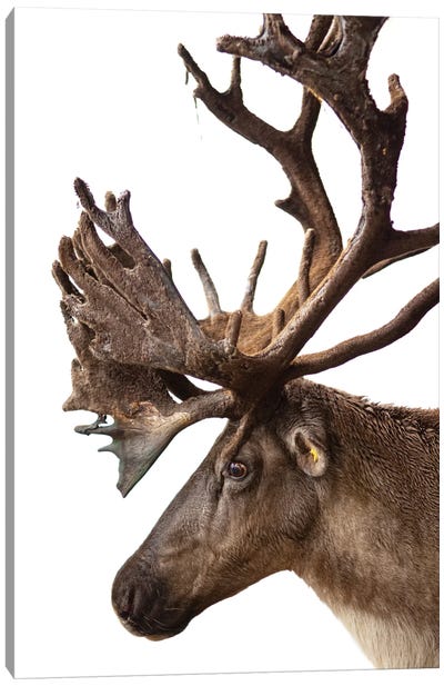A Federally Endangered Woodland Caribou At New York State Zoo I Canvas Art Print