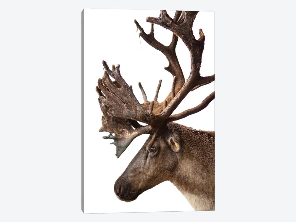 A Federally Endangered Woodland Caribou At New York State Zoo I by Joel Sartore 1-piece Canvas Art Print