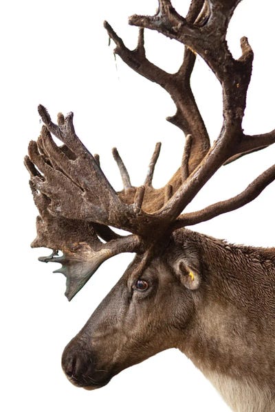 Wildlife Conservation: A Portrait Of A Federally Endangered Woodland Caribou At New York State Zoo I by Joel Sartore