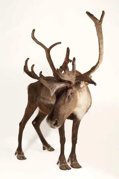 A Federally Endangered Woodland Caribou At New York State Zoo II by Joel Sartore gallery poster