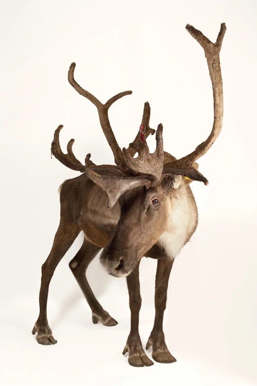 A Federally Endangered Woodland Caribou At New York State Zoo II