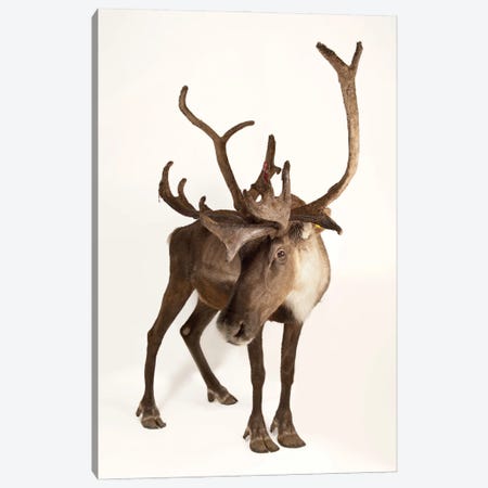 A Federally Endangered Woodland Caribou At New York State Zoo II Canvas Print #SRR62} by Joel Sartore Canvas Print