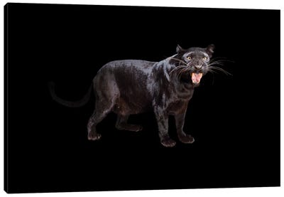 A Federally Endangered Black Phased African Leopard At The Alabama Gulf Coast Zoo Canvas Art Print - Joel Sartore