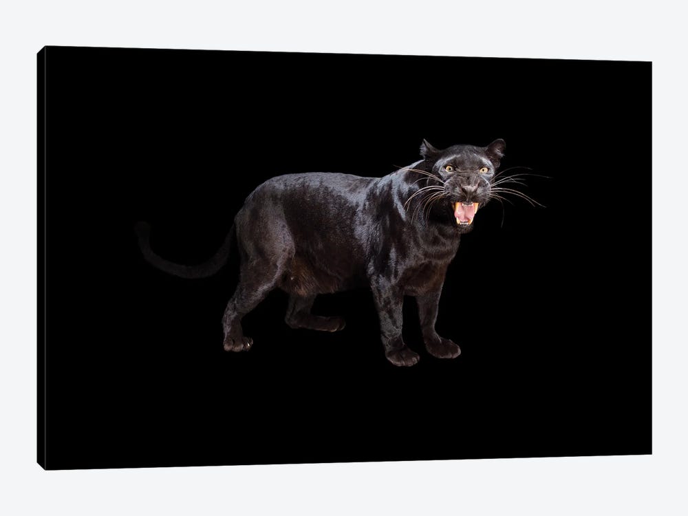 A Federally Endangered Black Phased African Leopard At The Alabama Gulf Coast Zoo by Joel Sartore 1-piece Canvas Print