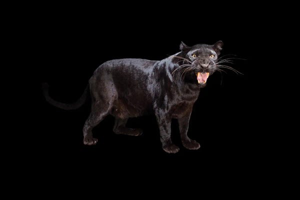 Panthers: A Federally Endangered Black Phased African Leopard At The Alabama Gulf Coast Zoo by Joel Sartore