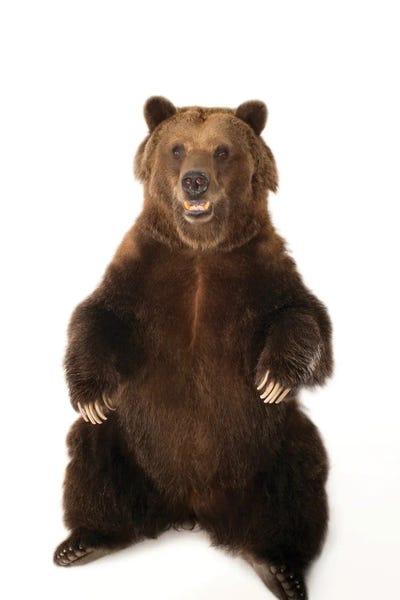 A Federally Threatened Grizzly Bear At Sedgwick County Zoo by Joel Sartore framed wall art