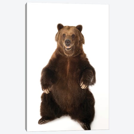 A Federally Threatened Grizzly Bear At Sedgwick County Zoo Canvas Print #SRR64} by Joel Sartore Canvas Wall Art