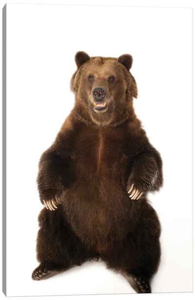 A Federally Threatened Grizzly Bear At Sedgwick County Zoo Canvas Art Print - Joel Sartore