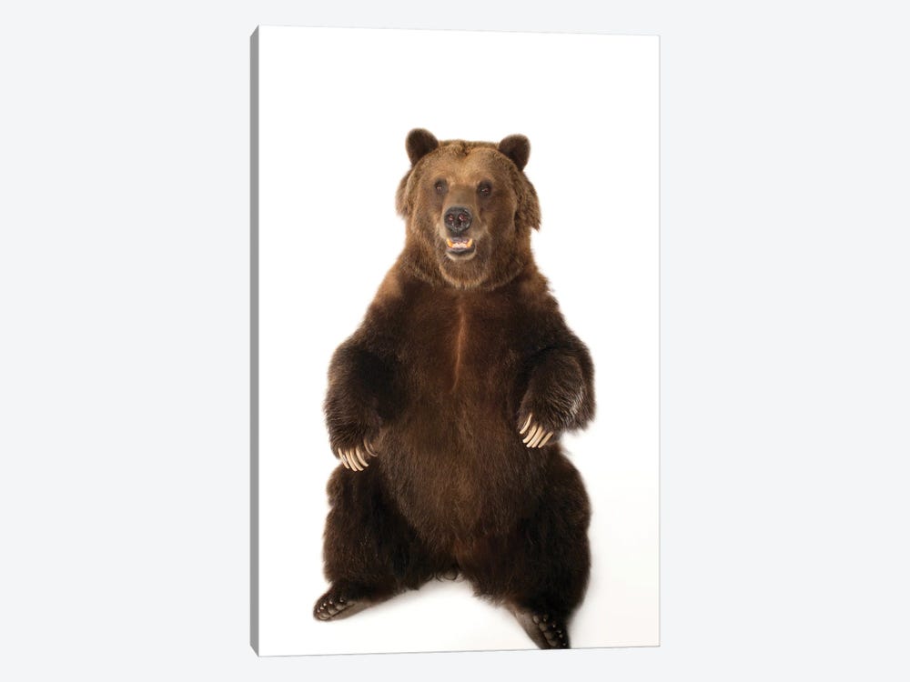 A Federally Threatened Grizzly Bear At Sedgwick County Zoo by Joel Sartore 1-piece Canvas Wall Art