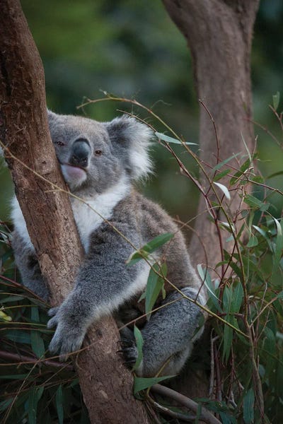 A Federally Threatened Koala At A Healesville Sanctuary In Victoria by Joel Sartore art print