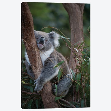 A Federally Threatened Koala At A Healesville Sanctuary In Victoria Canvas Print #SRR65} by Joel Sartore Canvas Wall Art