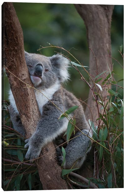 A Federally Threatened Koala At A Healesville Sanctuary In Victoria Canvas Art Print - Koala Art