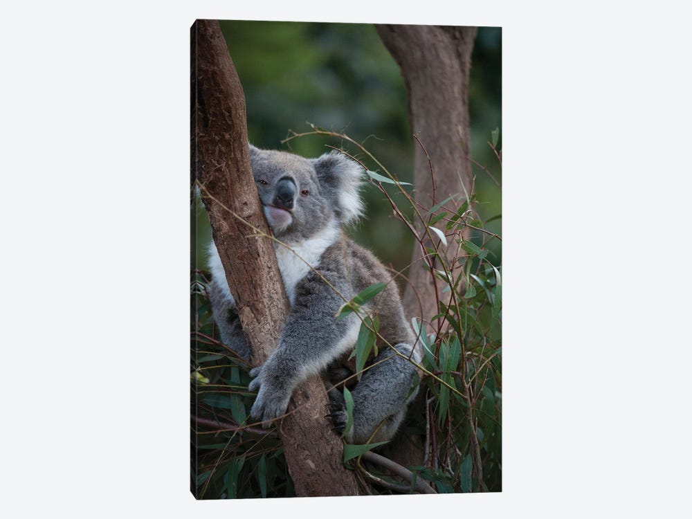 A Federally Threatened Koala At A Healesville Sanctuary In Victoria by Joel Sartore 1-piece Canvas Print