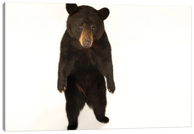A Federally Threatened Louisiana Black Bear At The Caldwell Zoo In Tyler, Texas Canvas Art Print - Black Bear Art