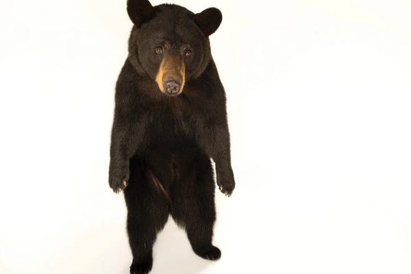 Black Bears: A Federally Threatened Louisiana Black Bear At The Caldwell Zoo In Tyler, Texas by Joel Sartore