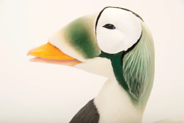 A Federally Threatened Male Spectacled Eider At The Alaska Sealife Center