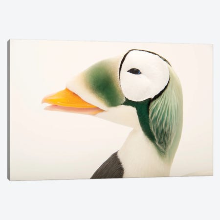 A Federally Threatened Male Spectacled Eider At The Alaska Sealife Center Canvas Print #SRR67} by Joel Sartore Canvas Wall Art