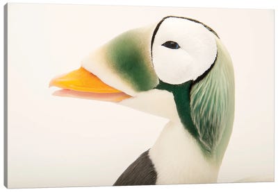 A Federally Threatened Male Spectacled Eider At The Alaska Sealife Center Canvas Art Print - Joel Sartore