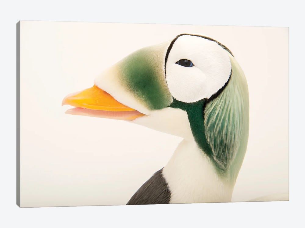 A Federally Threatened Male Spectacled Eider At The Alaska Sealife Center by Joel Sartore 1-piece Canvas Art Print