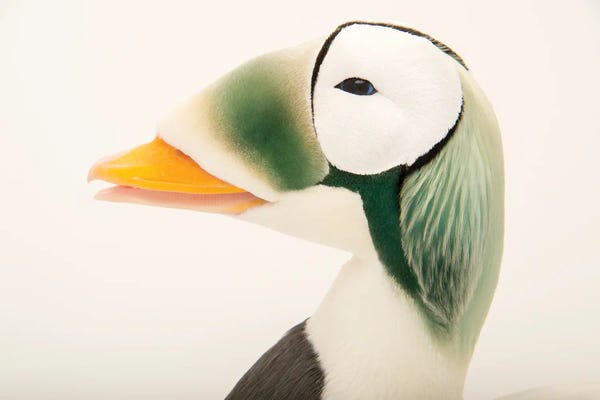 Joel Sartore: A Federally Threatened Male Spectacled Eider At The Alaska Sealife Center by Joel Sartore
