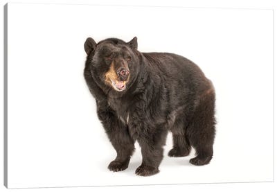 A Federally Threatened North American Black Bear At Omaha Zoo's Wildlife Safari Park Canvas Art Print - Black Bear Art