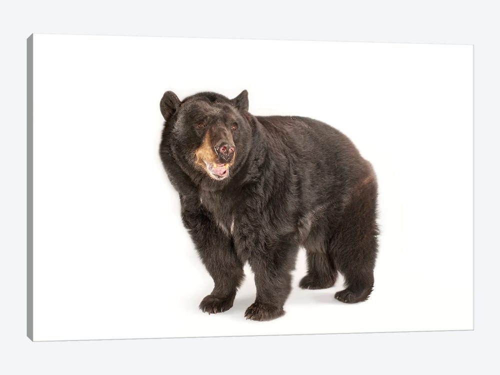 A Federally Threatened North American Black Bear At Omaha Zoo's Wildlife Safari Park by Joel Sartore 1-piece Canvas Art