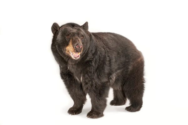 Black Bears: A Federally Threatened North American Black Bear At Omaha Zoo's Wildlife Safari Park by Joel Sartore