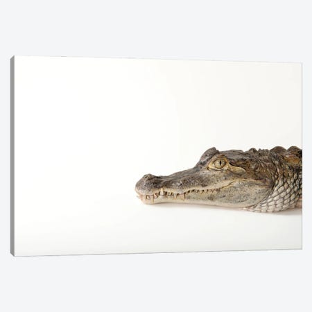 A Federally Threatened Spectacled Caiman At Omaha's Henry Doorly Zoo And Aquarium Canvas Print #SRR69} by Joel Sartore Canvas Print