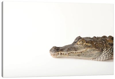 A Federally Threatened Spectacled Caiman At Omaha's Henry Doorly Zoo And Aquarium Canvas Art Print - Crocodile & Alligator Art