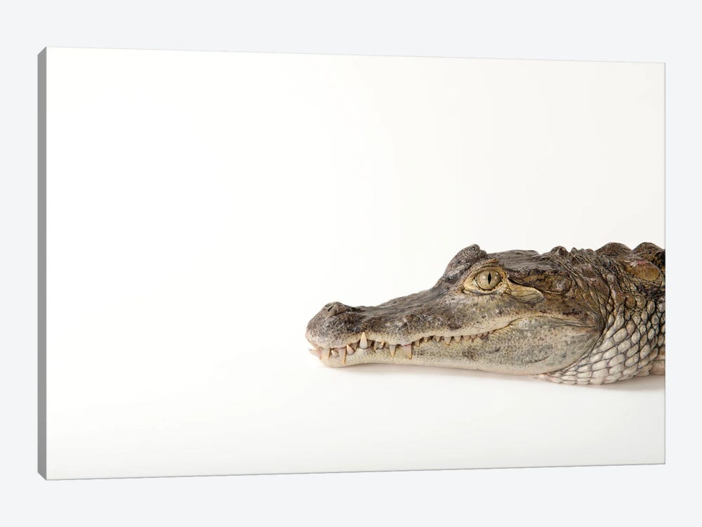 A Federally Threatened Spectacled Caiman At Omaha's Henry Doorly Zoo And Aquarium by Joel Sartore 1-piece Canvas Print