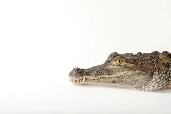 Minimalist Wildlife Photography: A Federally Threatened Spectacled Caiman At Omaha's Henry Doorly Zoo And Aquarium by Joel Sartore