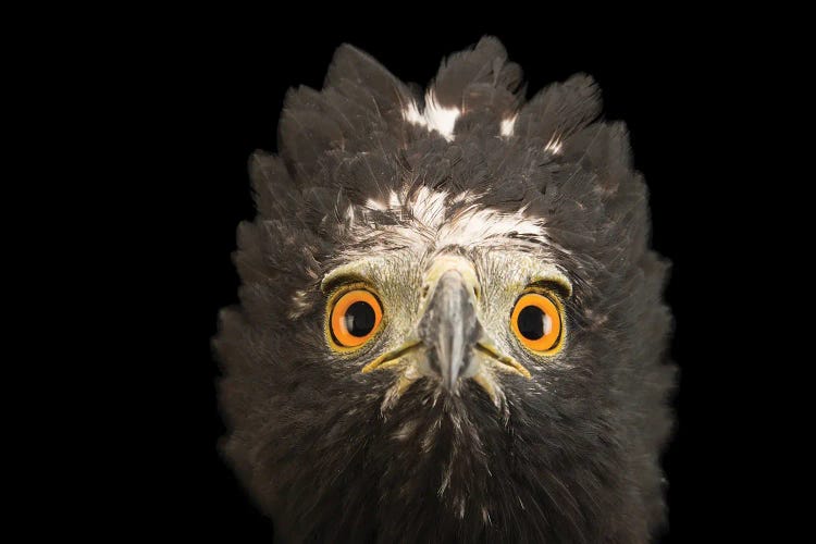 A Black Hawk-Eagle Or Tyrant Hawk-Eagle At Parque Jaime Duque Near Bogota, Colombia