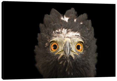 A Black Hawk-Eagle Or Tyrant Hawk-Eagle At Parque Jaime Duque Near Bogota, Colombia Canvas Art Print - Buzzard & Hawk Art
