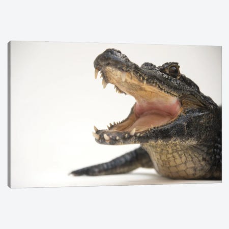 A Federally Threatened Yacare Caiman At The St Augustine Alligator Farm Canvas Print #SRR70} by Joel Sartore Canvas Artwork