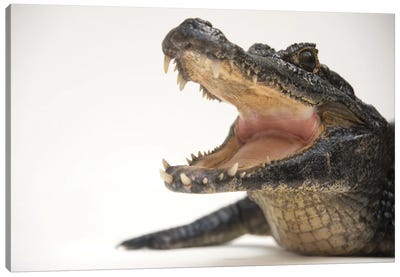 A Federally Threatened Yacare Caiman At The St Augustine Alligator Farm Canvas Art Print - Crocodile & Alligator Art