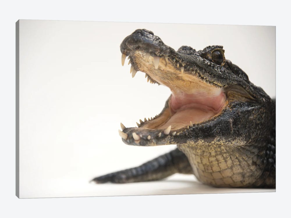A Federally Threatened Yacare Caiman At The St Augustine Alligator Farm 1-piece Art Print