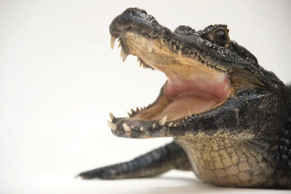 Joel Sartore: A Federally Threatened Yacare Caiman At The St Augustine Alligator Farm by Joel Sartore
