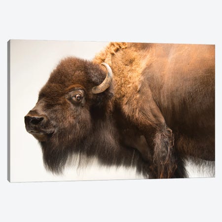 A Female American Bison Named Mary Ann At The Oklahoma City Zoo Canvas Print #SRR71} by Joel Sartore Canvas Artwork