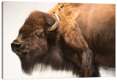 A Female American Bison Named Mary Ann At The Oklahoma City Zoo Canvas Art Print - Joel Sartore