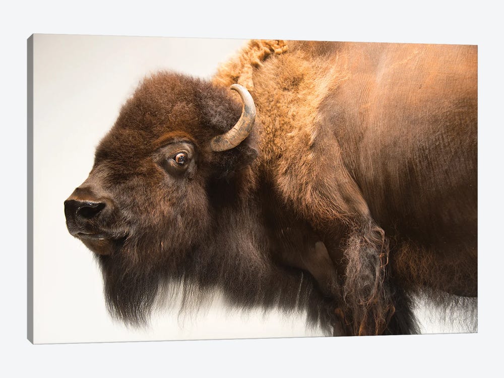 A Female American Bison Named Mary Ann At The Oklahoma City Zoo by Joel Sartore 1-piece Canvas Wall Art