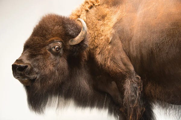 Oklahoma: A Female American Bison Named Mary Ann At The Oklahoma City Zoo by Joel Sartore