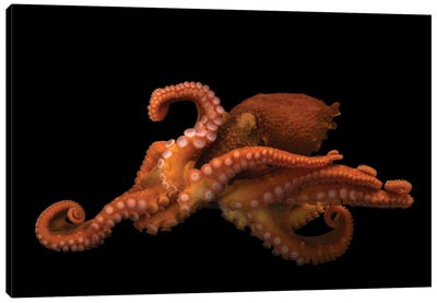 A Female Giant Pacific Octopus At The Alaska Sealife Center In Seward, AK I Canvas Art Print - Joel Sartore