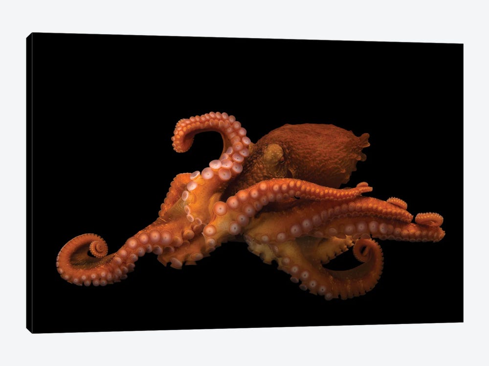 A Female Giant Pacific Octopus At The Alaska Sealife Center In Seward, AK I by Joel Sartore 1-piece Art Print