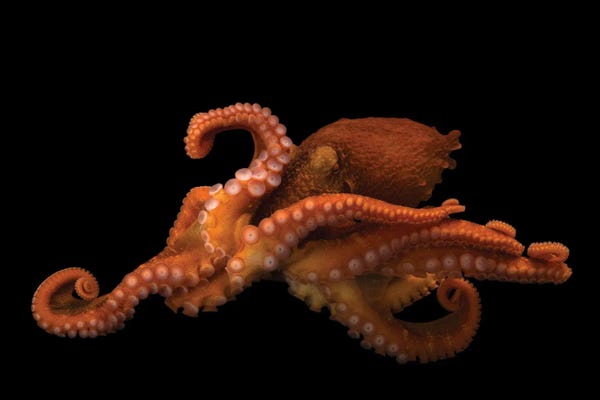 Joel Sartore: A Female Giant Pacific Octopus I At The Alaska Sealife Center In Seward, AK by Joel Sartore